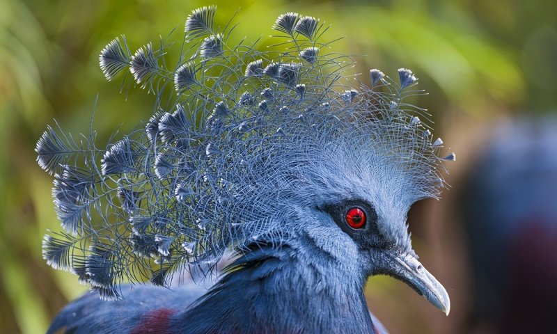 Обои птицы, птица, клюв, перья, голубь, victoria crowned pigeon, венценосный, веероносный, веероносный венценосный голубь, birds, bird, beak, feathers, dove, crowned, aeronomy разрешение 2700x1801 Загрузить