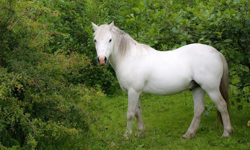 Обои лошадь, трава, деревья, белый, конь, horse, grass, trees, white разрешение 2048x1354 Загрузить