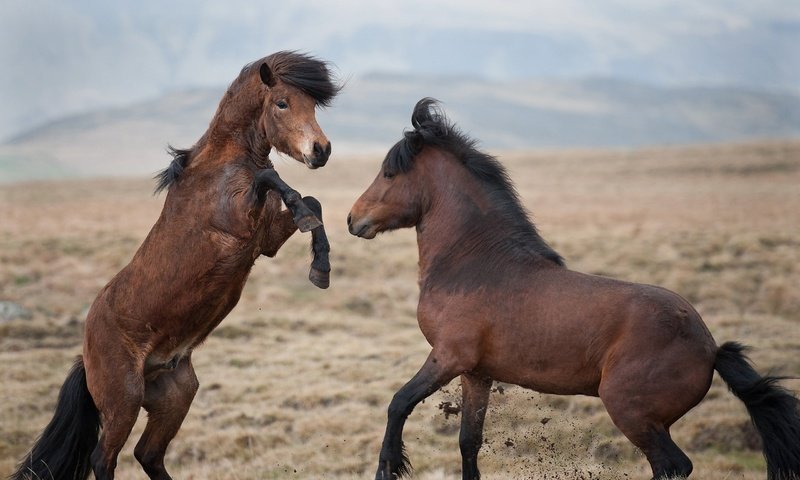 Обои небо, горы, природа, поле, лошади, кони, копыта, жеребцы, the sky, mountains, nature, field, horse, horses, hooves, stallions разрешение 2560x1600 Загрузить