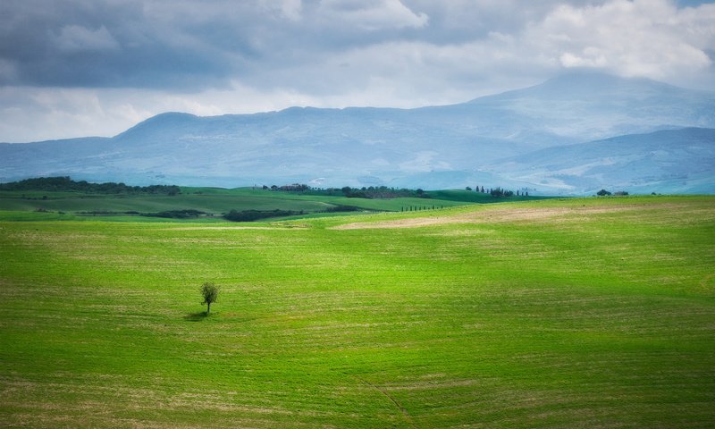 Обои небо, трава, природа, дерево, зелень, пейзаж, поле, the sky, grass, nature, tree, greens, landscape, field разрешение 1920x1200 Загрузить