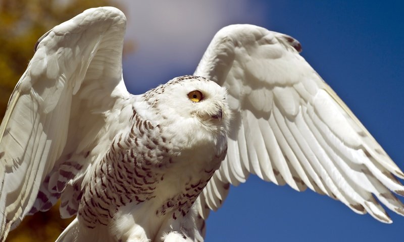 Обои сова, крылья, птицы, белая, полярная, снежная, owl, wings, birds, white, polar, snow разрешение 2600x1730 Загрузить