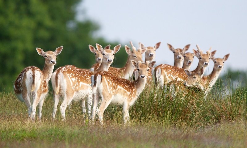 Обои трава, природа, олени, стадо, молодые, оленята, пятнистый олень, grass, nature, deer, the herd, young, fawns разрешение 2048x1365 Загрузить