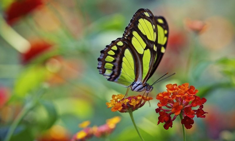 Обои макро, цветок, бабочка, крылья, насекомые, macro, flower, butterfly, wings, insects разрешение 2034x1386 Загрузить