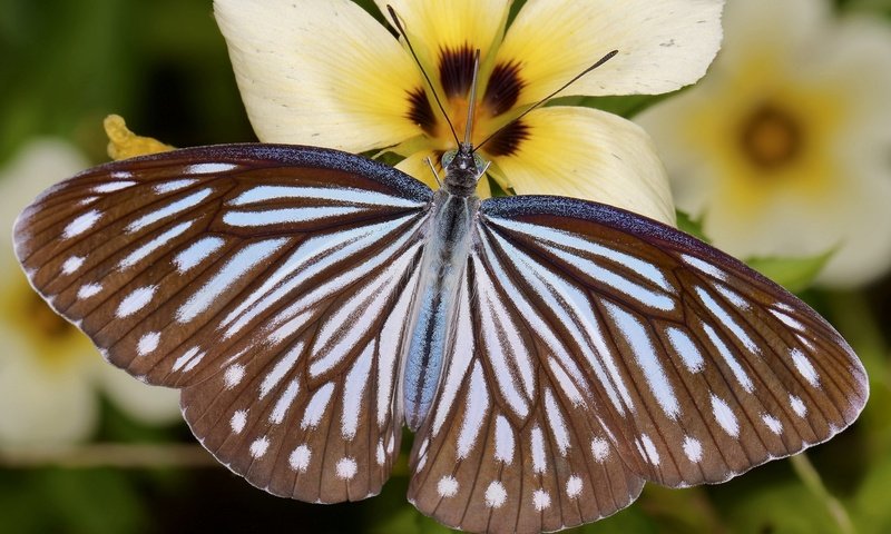 Обои цветы, насекомое, бабочка, крылья, крупным планом, flowers, insect, butterfly, wings, closeup разрешение 2048x1392 Загрузить