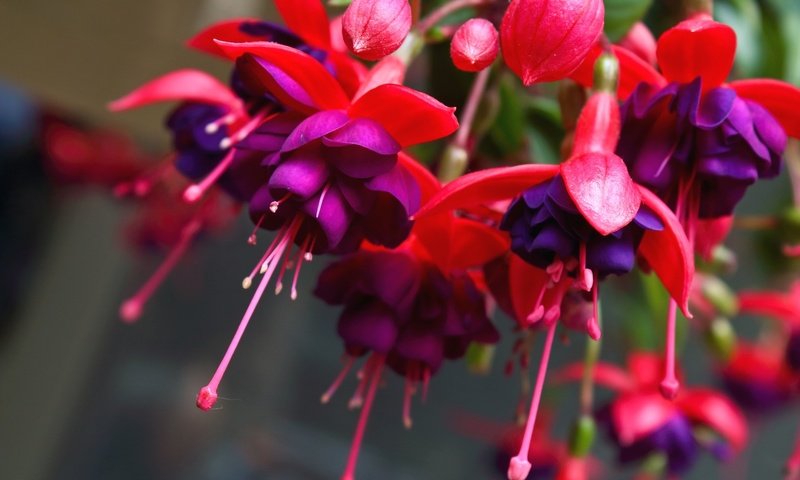 Обои цветы, макро, красиво, фуксия, flowers, macro, beautiful, fuchsia разрешение 2048x1365 Загрузить