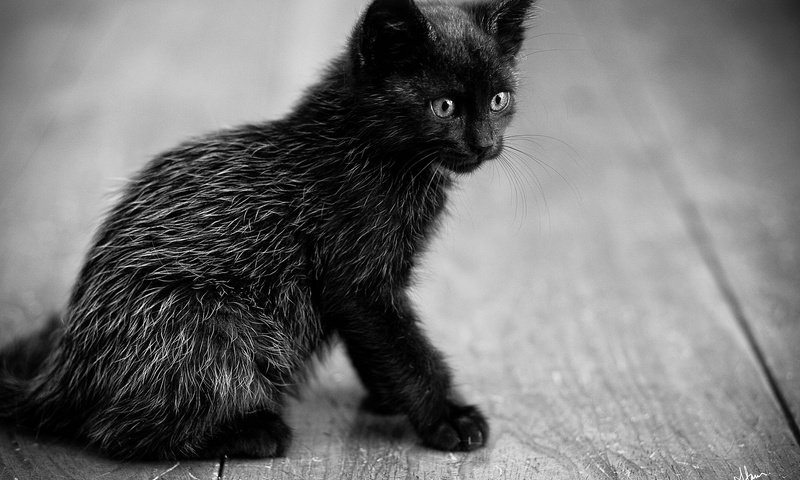 Обои кошка, взгляд, котенок, черный, сидит, cat, look, kitty, black, sitting разрешение 2048x1365 Загрузить