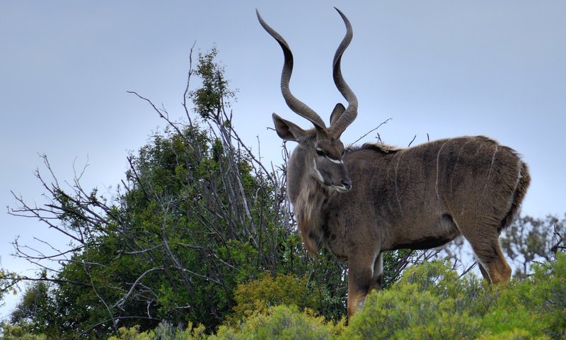 Обои природа, животные, рога, антилопа, nature, animals, horns, antelope разрешение 2048x1365 Загрузить