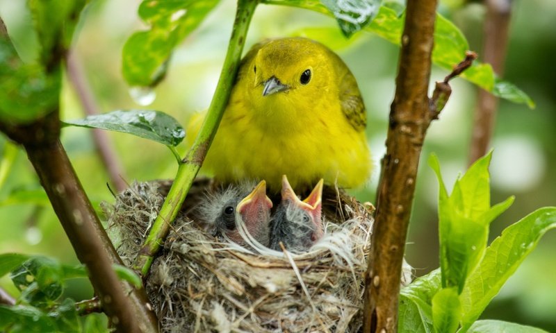 Обои птицы, птичка, птенцы, гнездо, птиц, гнезда, желторотики, birds, bird, chicks, socket, wet behind the ears разрешение 2048x1365 Загрузить