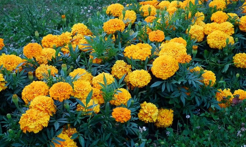 Обои бархатцы, цветы., желтые цветы, marigolds, flowers., yellow flowers разрешение 2048x1536 Загрузить