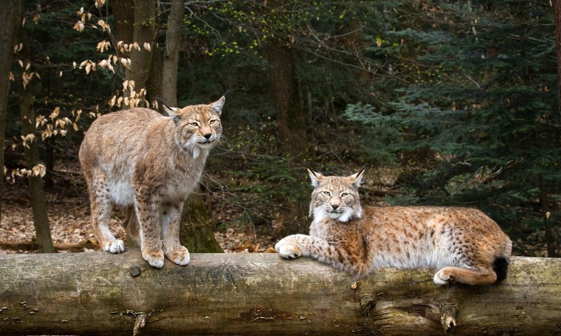 Обои природа, рысь, дикие кошки, рыси, nature, lynx, wild cats разрешение 3300x2200 Загрузить