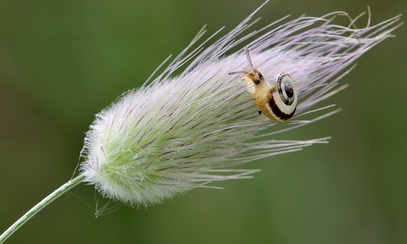 Обои макро, фон, улитка, травинка, macro, background, snail, a blade of grass разрешение 2048x1366 Загрузить