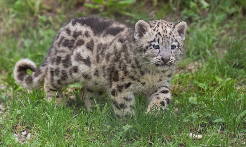 Обои трава, котенок, снежный барс, ирбис, grass, kitty, snow leopard, irbis разрешение 2048x1365 Загрузить