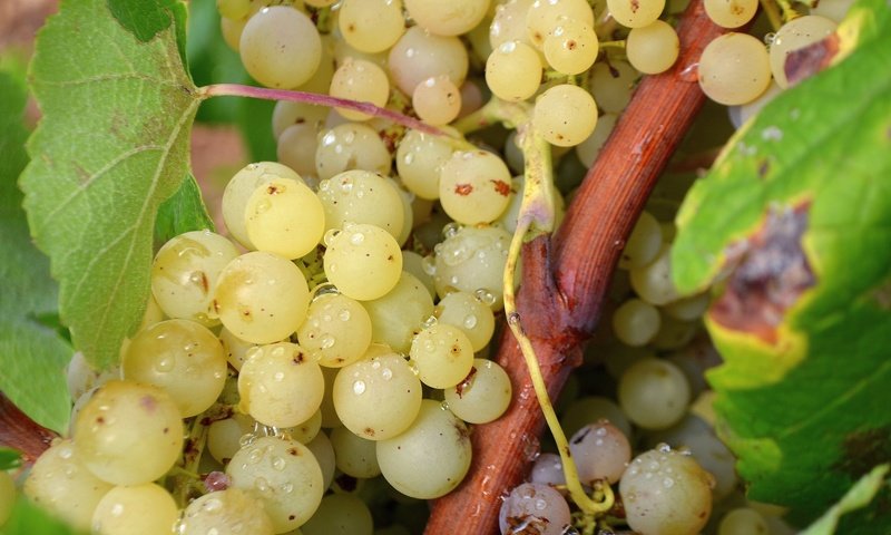 Обои зелёный, виноград, лоза, гроздь, green, grapes, vine, bunch разрешение 2048x1389 Загрузить