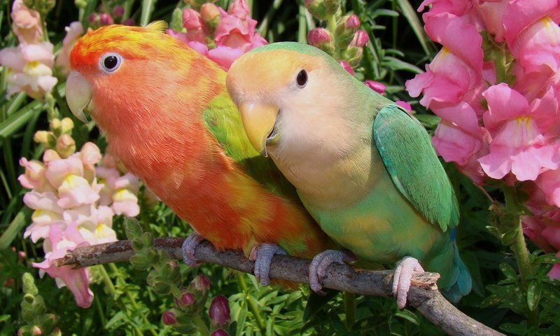 Обои цветы, птицы, парочка, попугаи, неразлучники, flowers, birds, a couple, parrots, lovebird разрешение 2048x1399 Загрузить