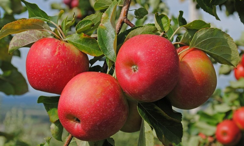 Обои ветка, природа, листья, фрукты, яблоки, branch, nature, leaves, fruit, apples разрешение 2500x1673 Загрузить