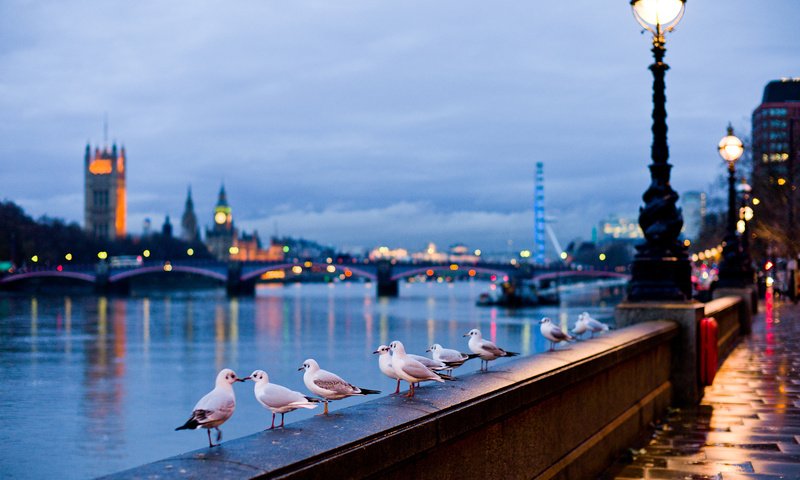 Обои лондон, птицы, англия, набережная, чайки, купола, london, birds, england, promenade, seagulls, dome разрешение 2000x1369 Загрузить