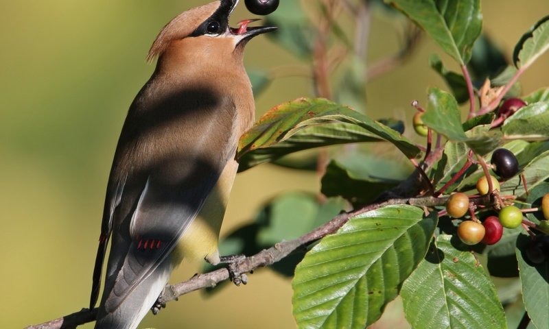 Обои ветка, природа, птицы, ягоды, свиристель, branch, nature, birds, berries, the waxwing разрешение 2048x1445 Загрузить