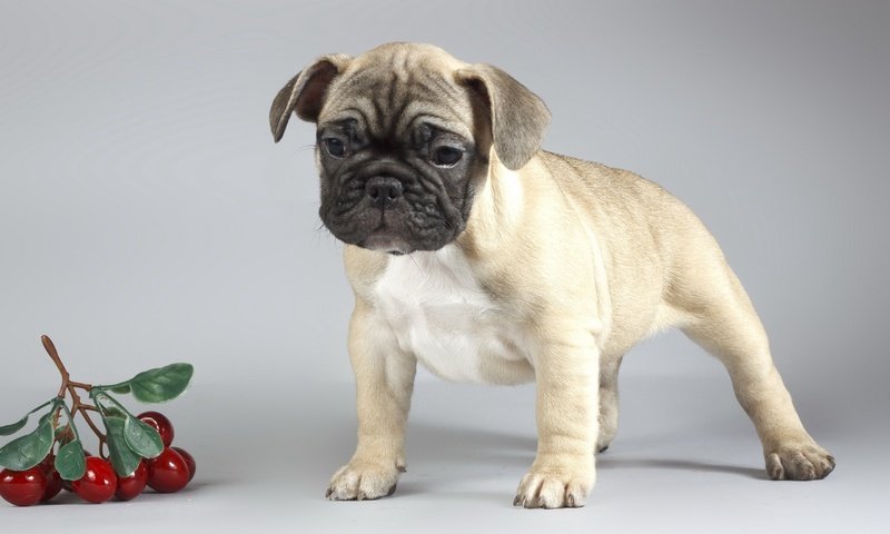 Обои фон, собака, щенок, вишни, мопс, background, dog, puppy, cherry, pug разрешение 2560x1600 Загрузить