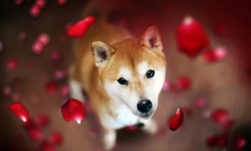 Обои цветы, лепестки, взгляд, собака, сиба-ину, flowers, petals, look, dog, shiba inu разрешение 1920x1200 Загрузить