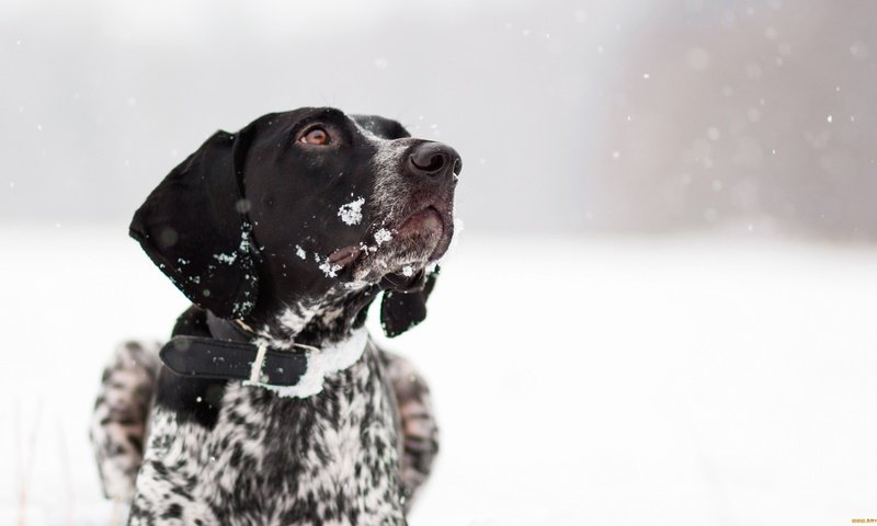 Обои снег, зима, собака, друг, ошейник, snow, winter, dog, each, collar разрешение 2560x1440 Загрузить
