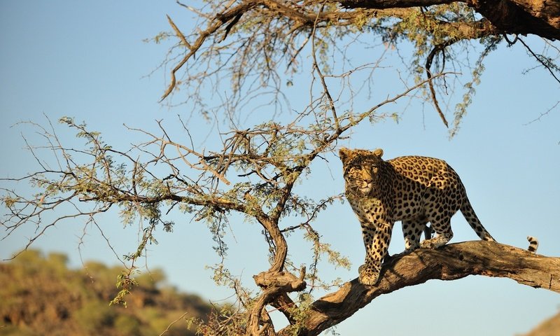 Обои дерево, пустыня, леопард, хищник, большая кошка, дикая природа, tree, desert, leopard, predator, big cat, wildlife разрешение 2048x1362 Загрузить