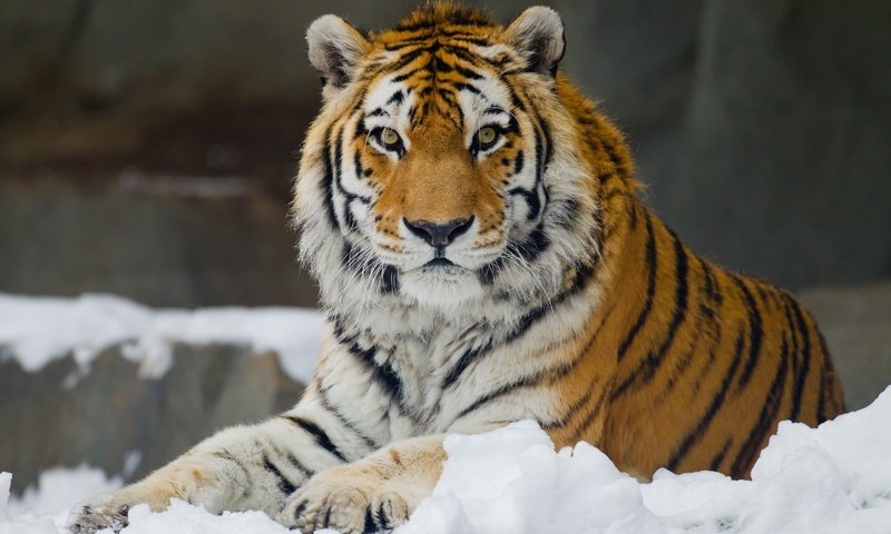 Обои тигр, снег, взгляд, хищник, большая кошка, отдых, амурский, tiger, snow, look, predator, big cat, stay, amur разрешение 3400x2266 Загрузить