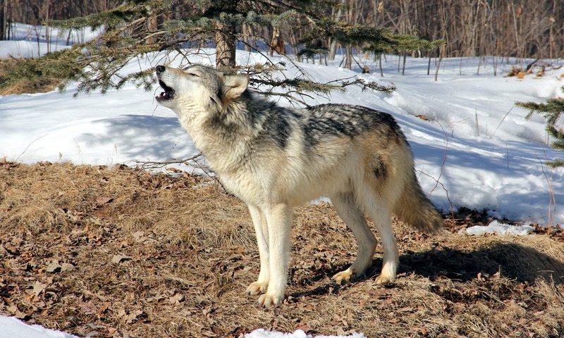 Обои лес, зима, серый, хищник, волк, воет, дикий, forest, winter, grey, predator, wolf, howling, wild разрешение 1920x1200 Загрузить