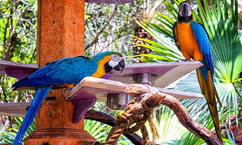 Обои птицы, ара, попугаи, macaw, birds, ara, parrots разрешение 3000x1966 Загрузить