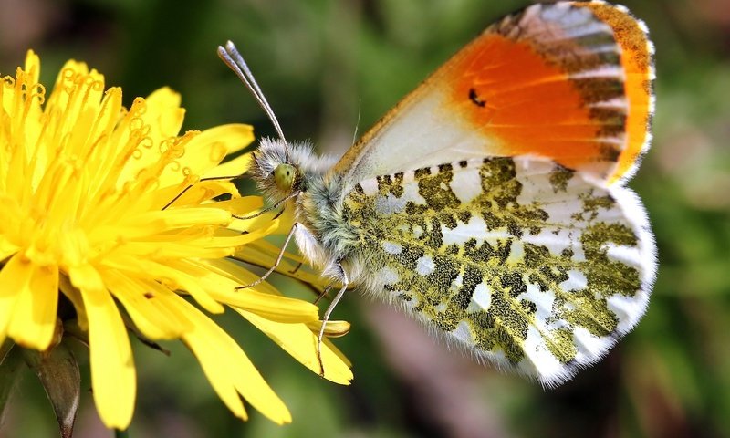 Обои макро, насекомое, цветок, бабочка, крылья, macro, insect, flower, butterfly, wings разрешение 2048x1536 Загрузить