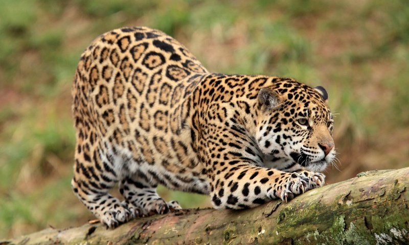 Обои хищник, ягуар, ствол, когти, дикая кошка, predator, jaguar, trunk, claws, wild cat разрешение 2600x1809 Загрузить