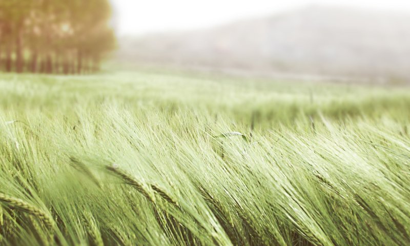 Обои поле, лето, колосья, пшеница, колоски, ветер, field, summer, ears, wheat, spikelets, the wind разрешение 2560x1600 Загрузить