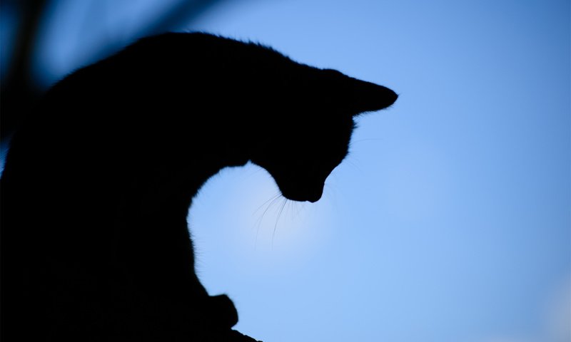 Обои вечер, фон, кот, силуэт, the evening, background, cat, silhouette разрешение 1920x1200 Загрузить