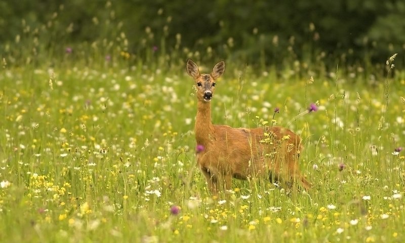 Обои трава, природа, животные, косуля, grass, nature, animals, roe разрешение 3198x2166 Загрузить