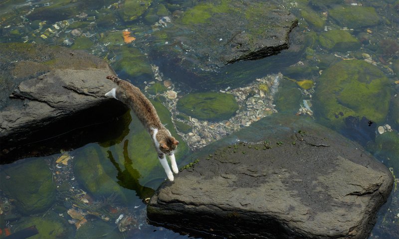 Обои вода, камни, кот, кошка, прыжок, мель, водоросли, water, stones, cat, jump, stranded, algae разрешение 1920x1200 Загрузить