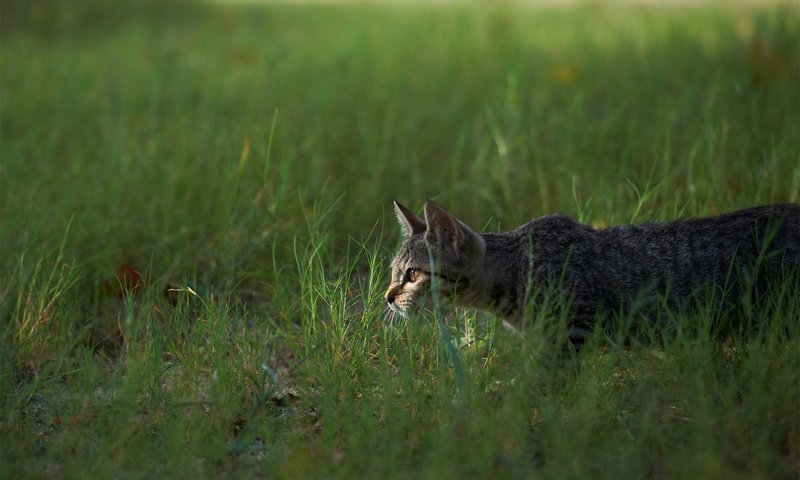 Обои трава, кот, кошка, охота, grass, cat, hunting разрешение 1920x1200 Загрузить