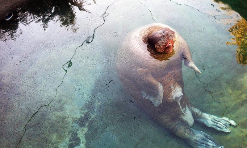 Обои животное, зоопарк, морж, в воде, ласты, зоо, animal, zoo, walrus, in the water, fins разрешение 2125x1588 Загрузить