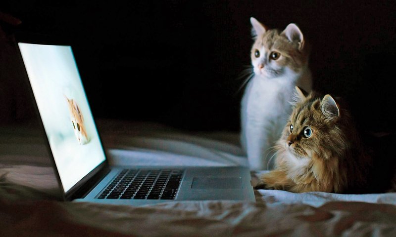 Обои кошки, ноутбук, cats, laptop разрешение 2560x1600 Загрузить