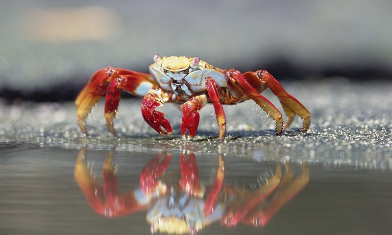 Обои краб, у кромки воды, crab, at the water's edge разрешение 1920x1080 Загрузить