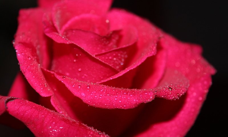 Обои вода, макро, цветок, роса, капли, роза, красная, water, macro, flower, rosa, drops, rose, red разрешение 2560x1600 Загрузить