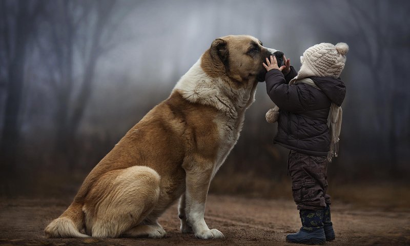 Обои собака, ребенок, дружба, dog, child, friendship разрешение 1920x1080 Загрузить