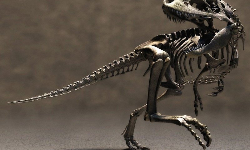 Обои скелет динозавра, dinosaur skeleton разрешение 2560x1440 Загрузить