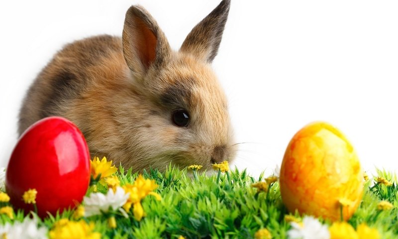 Обои кролик и пасхальные яйца, rabbit and easter eggs разрешение 2560x1440 Загрузить