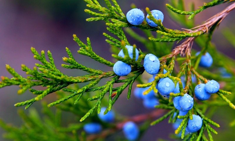 Обои ветка, можжевельник, природа, макро, капли, осень, ягоды, растение, плоды, branch, juniper, nature, macro, drops, autumn, berries, plant, fruit разрешение 2072x1381 Загрузить