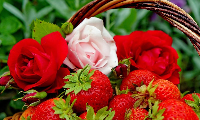 Обои цветы, бутоны, розы, клубника, ягоды, корзинка, flowers, buds, roses, strawberry, berries, basket разрешение 2560x1703 Загрузить