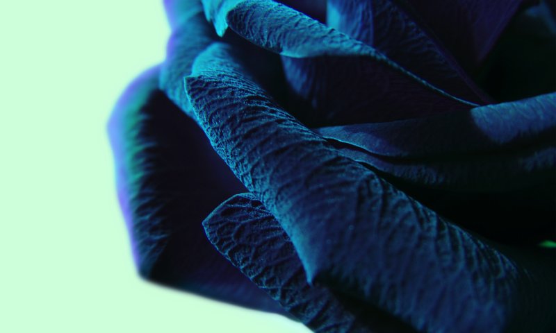 Обои макро, синий цвет, крупные лепестки, macro, blue color, large petals разрешение 2560x1600 Загрузить