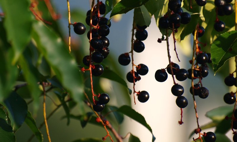 Обои листья, ветки, ягоды, черемуха, грозди, leaves, branches, berries, cherry, bunches разрешение 2560x1600 Загрузить