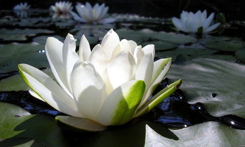 Обои цветы, вода, лилия, лотос, белая, кувшинка, водяная, нимфея, водяная лилия, flowers, water, lily, lotus, white, nymphaeum, water lily разрешение 1920x1080 Загрузить