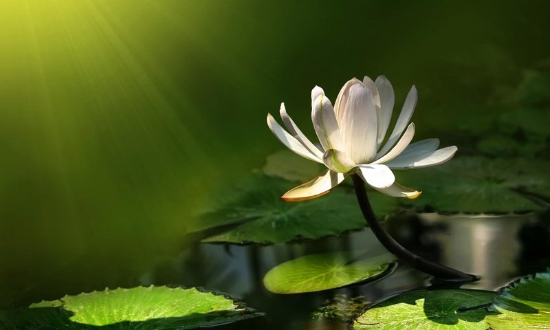 Обои кувшинка, нимфея, водяная лилия, lily, nymphaeum, water lily разрешение 1920x1200 Загрузить