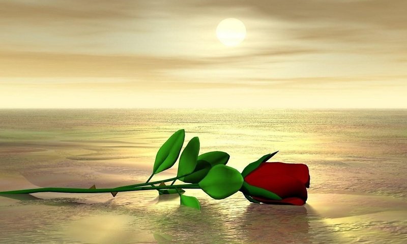 Обои роза на мокром песке, the rose on the wet sand разрешение 1920x1080 Загрузить