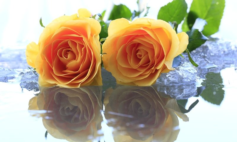 Обои цветы, вода, желтый, розы, лёд, flowers, water, yellow, roses, ice разрешение 1920x1080 Загрузить